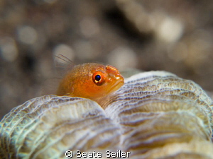 Small blennie on a coral by Beate Seiler 
